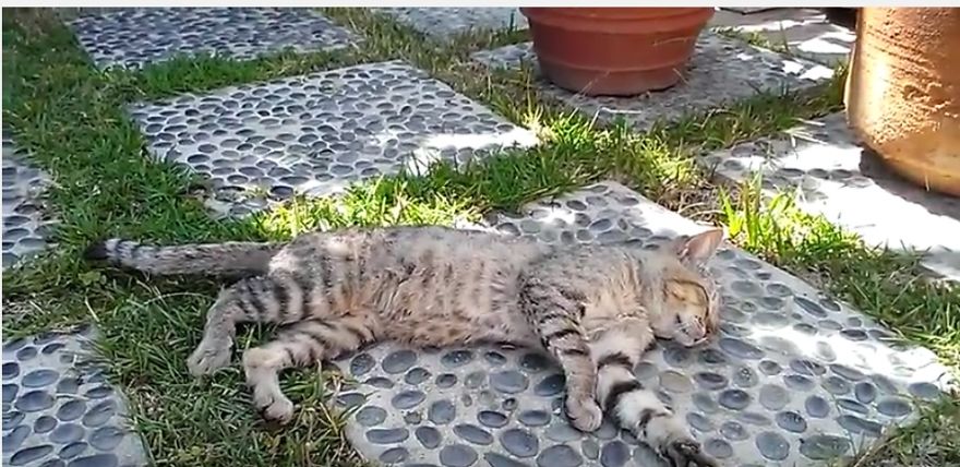 Bart Loves To Snooze