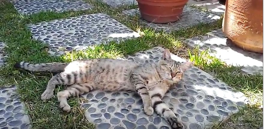 Bart Loves To Snooze