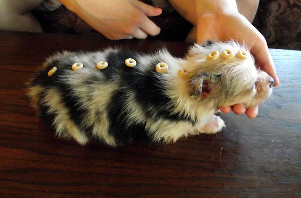 Bean, Our 4 Legged Baby, At 6 Weeks Old. (he Nearly Died As A Puppy, He's Thriving Now!)