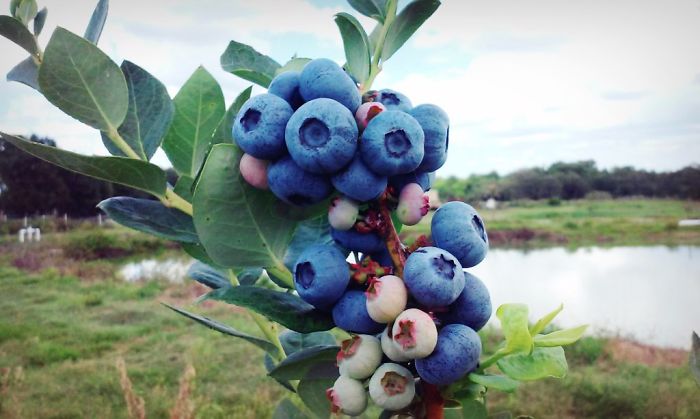 Blueberries