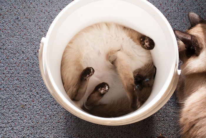 Cat-bucket
