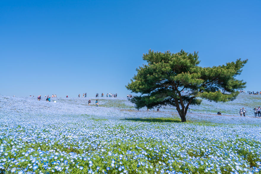 Every Year Since 2013 I Photograph Hitachi Seaside Park In Japan Every Year Since 2013 I Photograph Hitachi Seaside Park In Japan