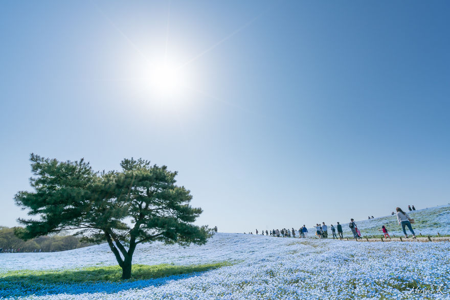 Every Year Since 2013 I Photograph Hitachi Seaside Park In Japan Every Year Since 2013 I Photograph Hitachi Seaside Park In Japan