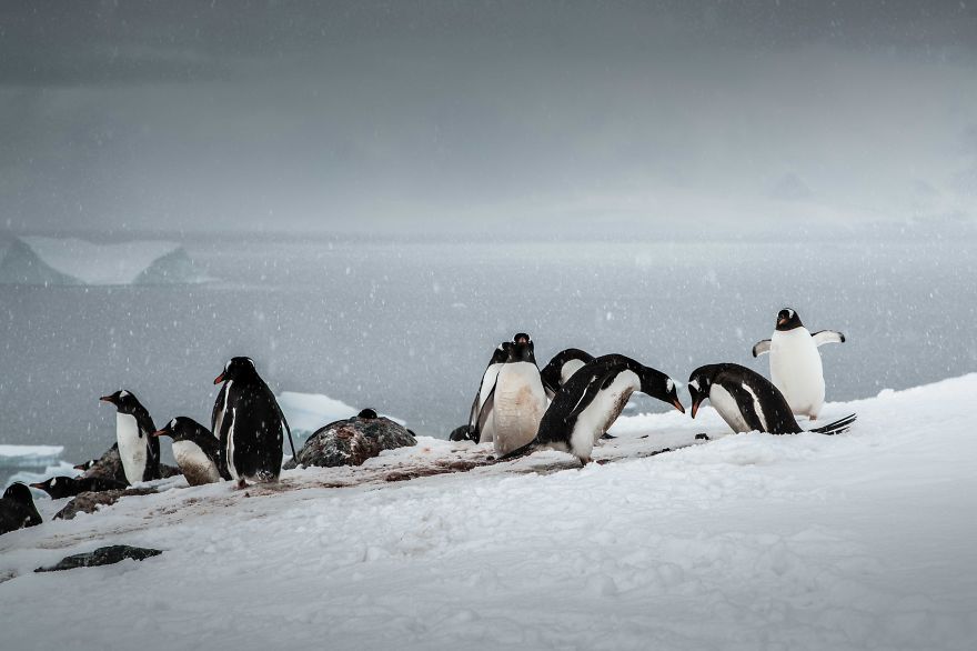 I Sailed Across The 'World's Most Dangerous Sea' To Capture Stunning Images Of Antarctica