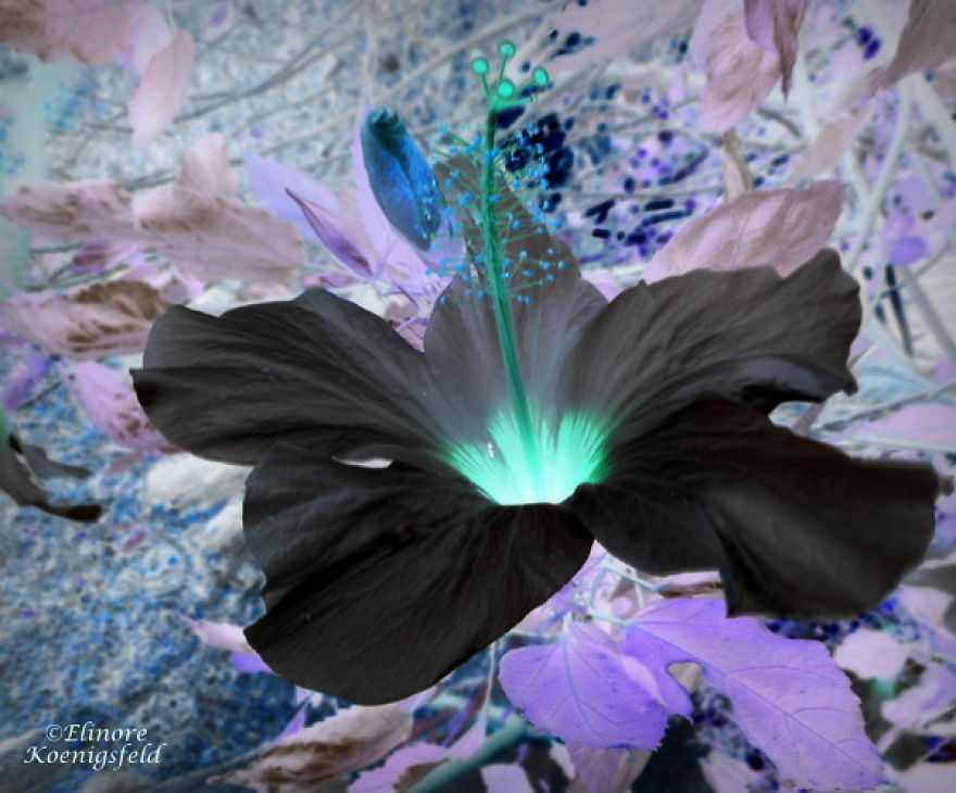 I've Inverted My Nature Photos: Weird