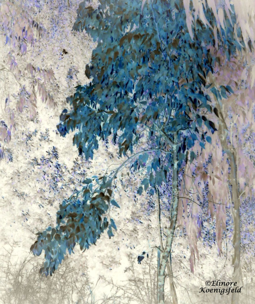 I've Inverted My Nature Photos: Weird