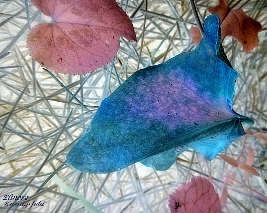 I've Inverted My Nature Photos: Weird