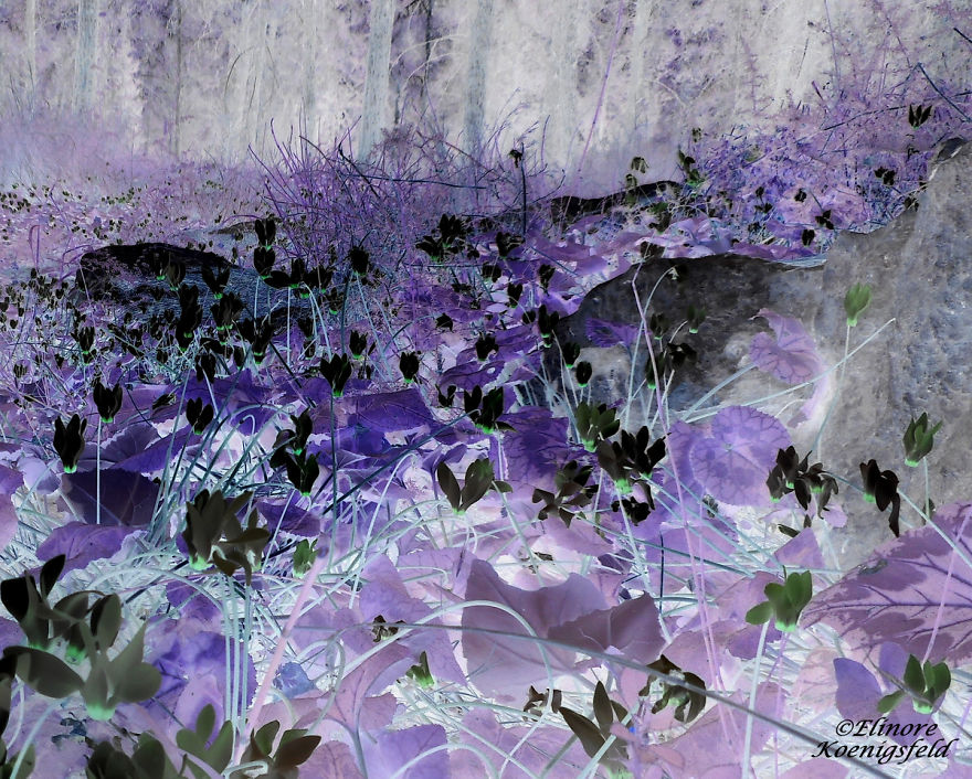 I've Inverted My Nature Photos: Weird