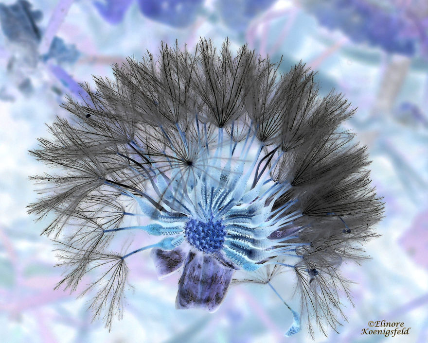 I've Inverted My Nature Photos: Weird