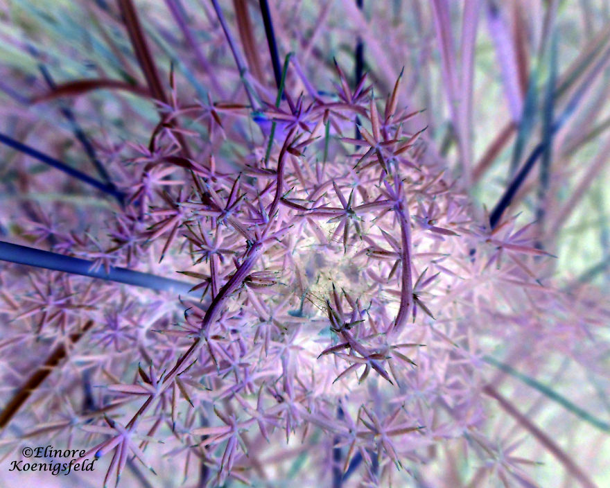 I've Inverted My Nature Photos: Weird