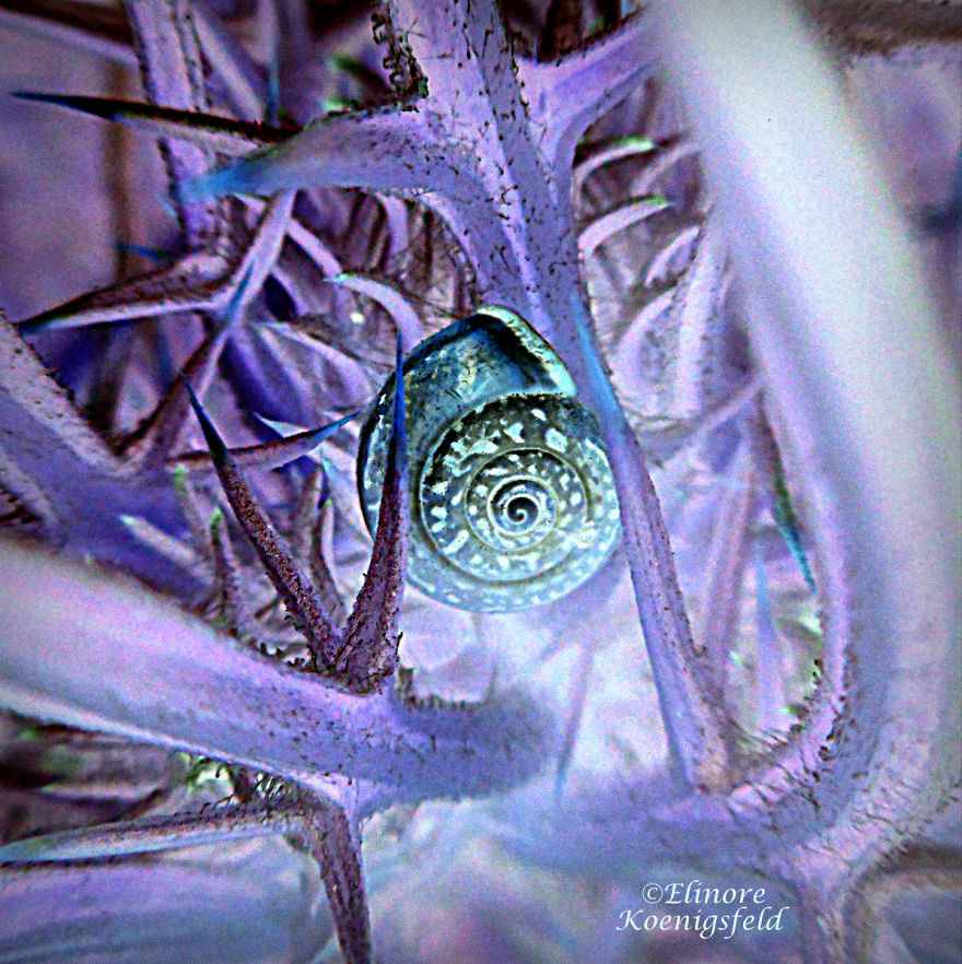 I've Inverted My Nature Photos: Weird