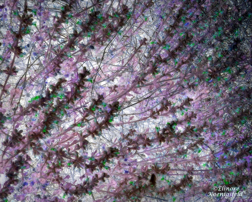 I've Inverted My Nature Photos: Weird