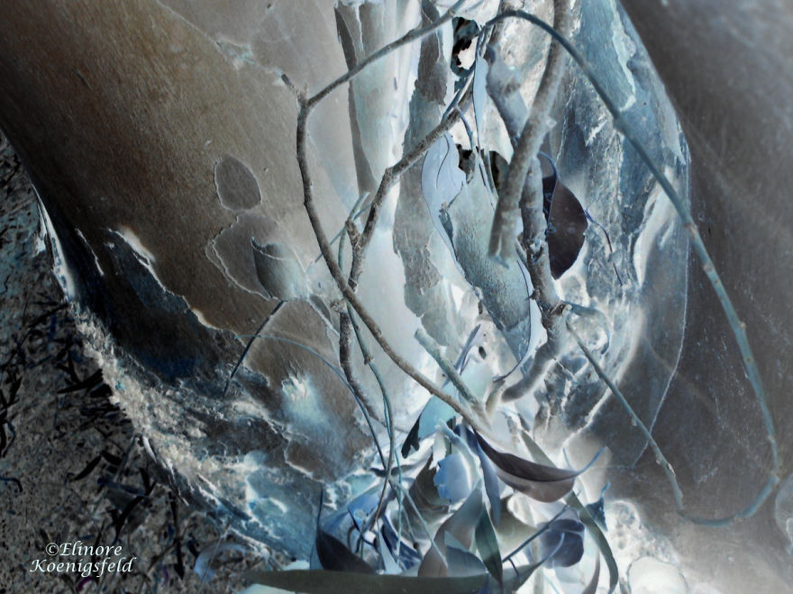 I've Inverted My Nature Photos: Weird