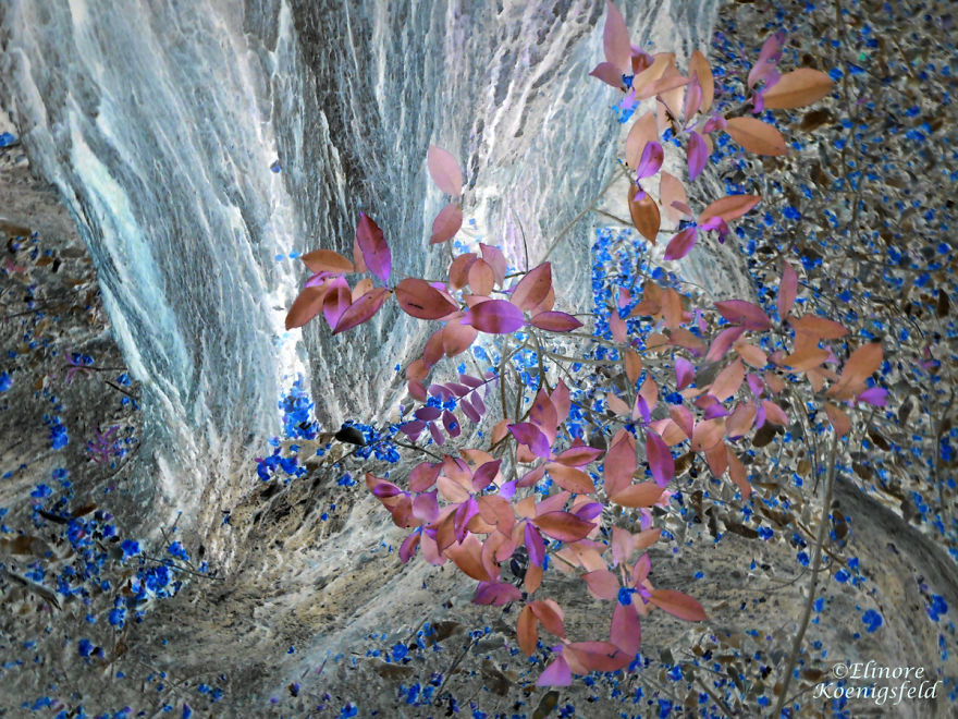 I've Inverted My Nature Photos: Weird