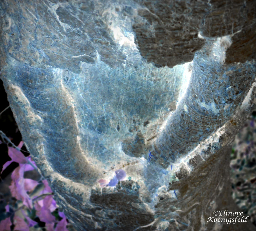 I've Inverted My Nature Photos: Weird