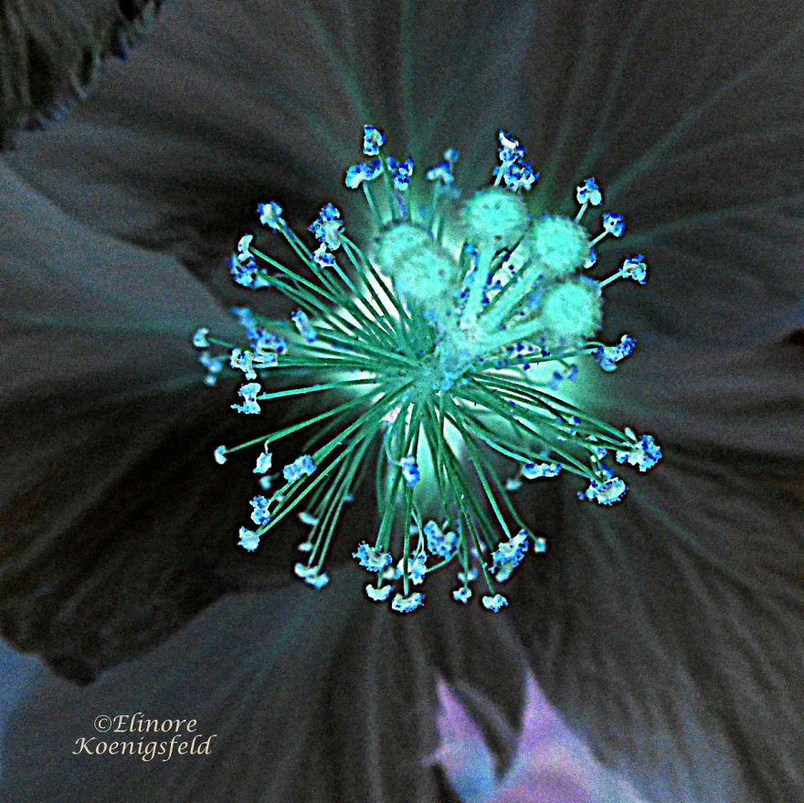 I've Inverted My Nature Photos: Weird