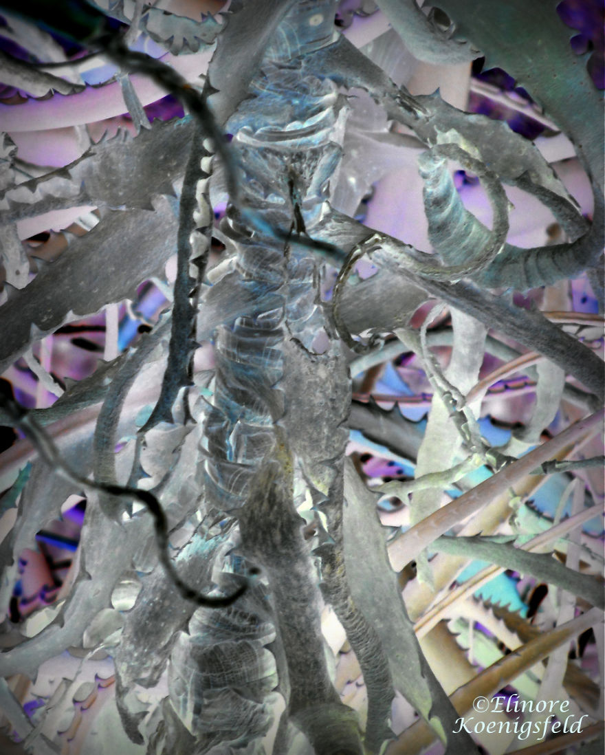 I've Inverted My Nature Photos: Weird