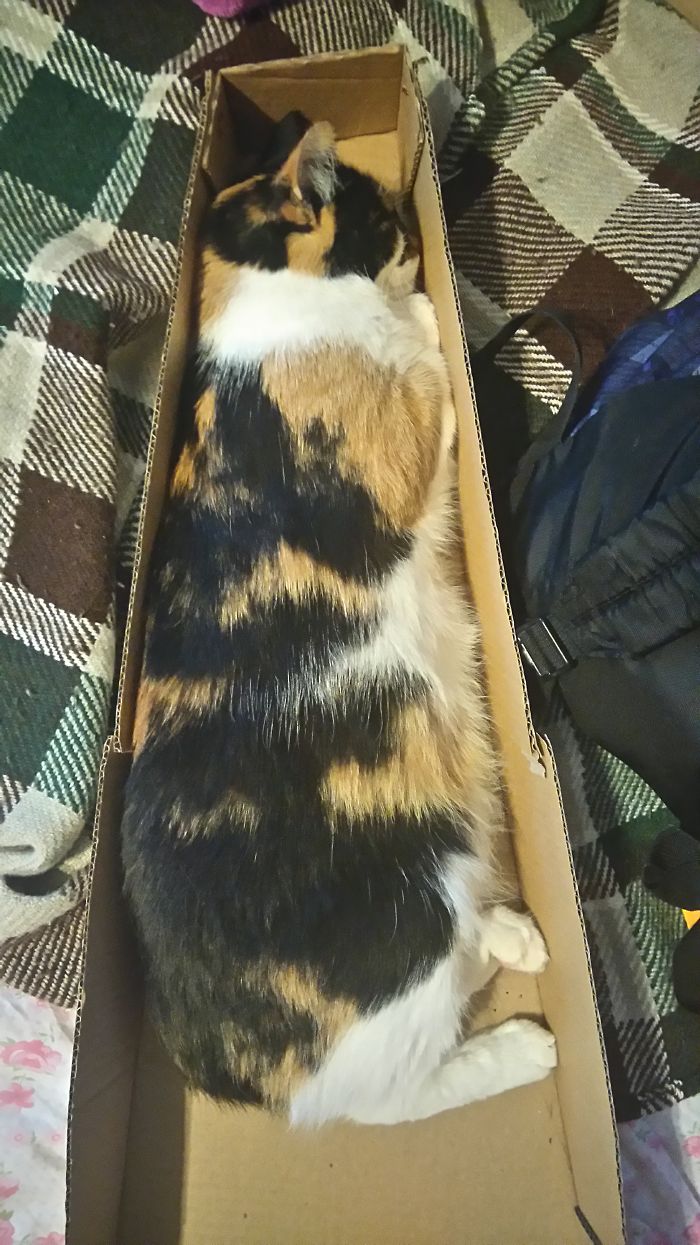 Just Casually Sleeping In An Ukulele Box, Looks Comfy