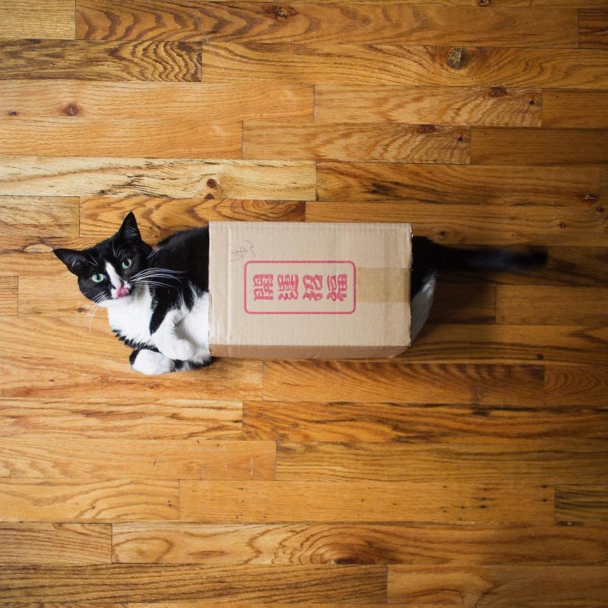 Escaping Reality With Princess Cheeto