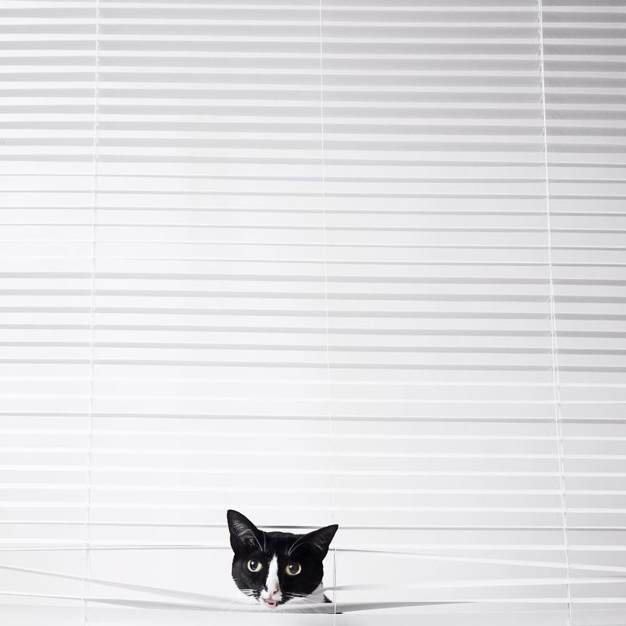 Escaping Reality With Princess Cheeto