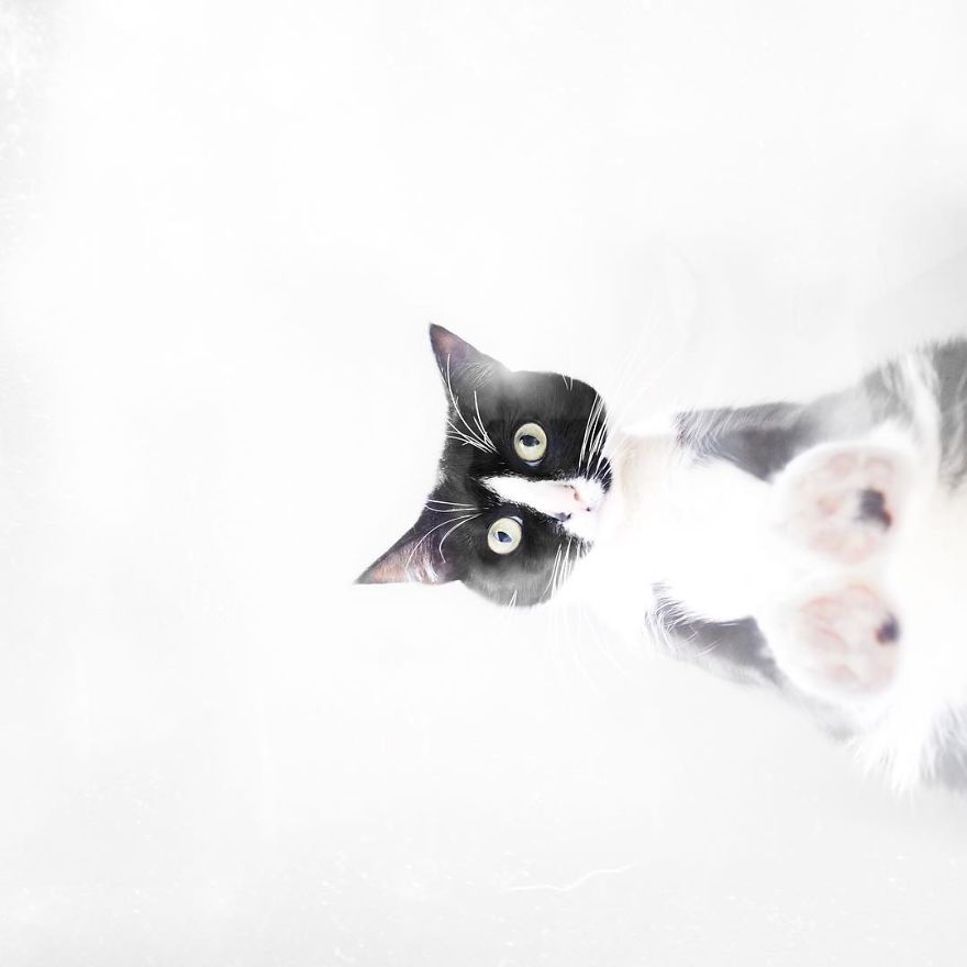 Escaping Reality With Princess Cheeto