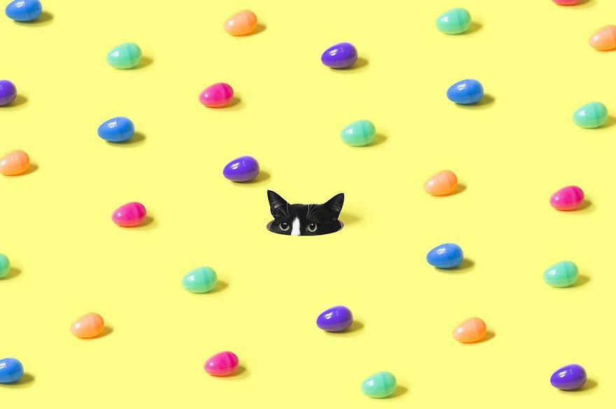 Escaping Reality With Princess Cheeto