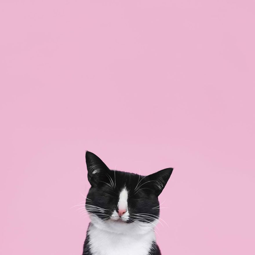 Escaping Reality With Princess Cheeto