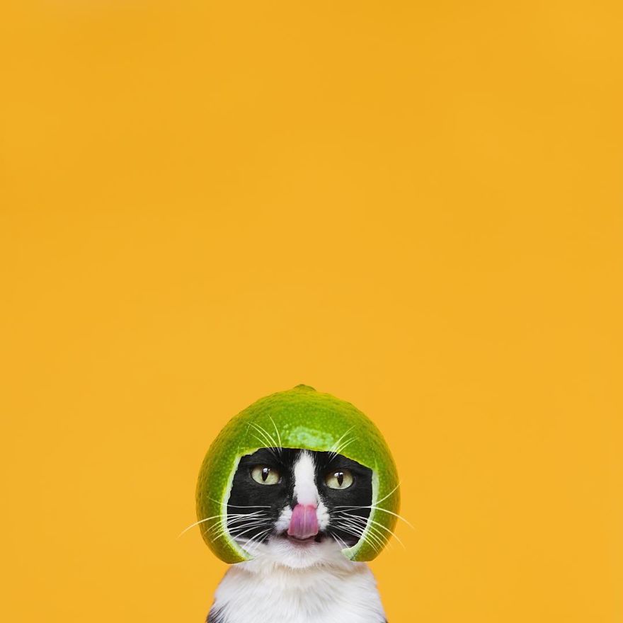 Escaping Reality With Princess Cheeto