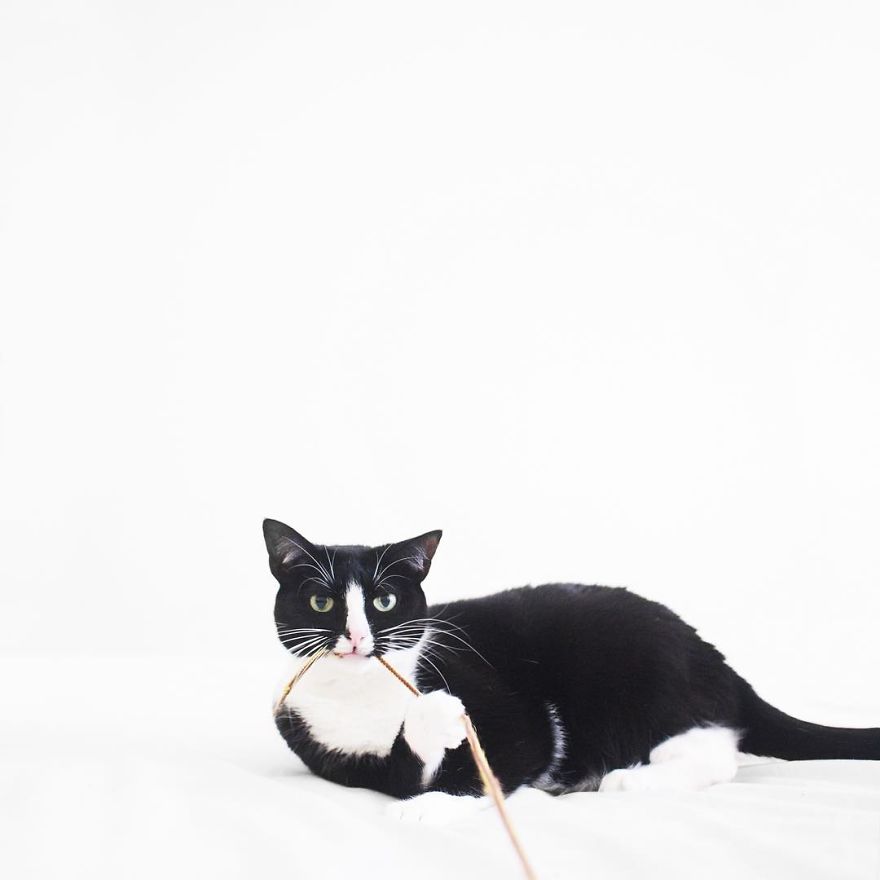 Escaping Reality With Princess Cheeto