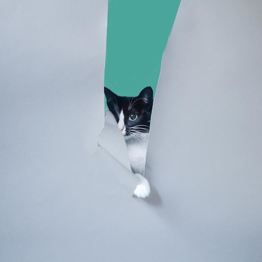 Escaping Reality With Princess Cheeto