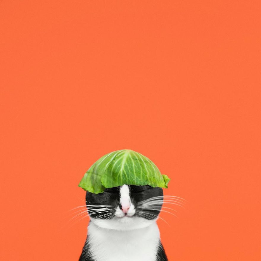 Escaping Reality With Princess Cheeto