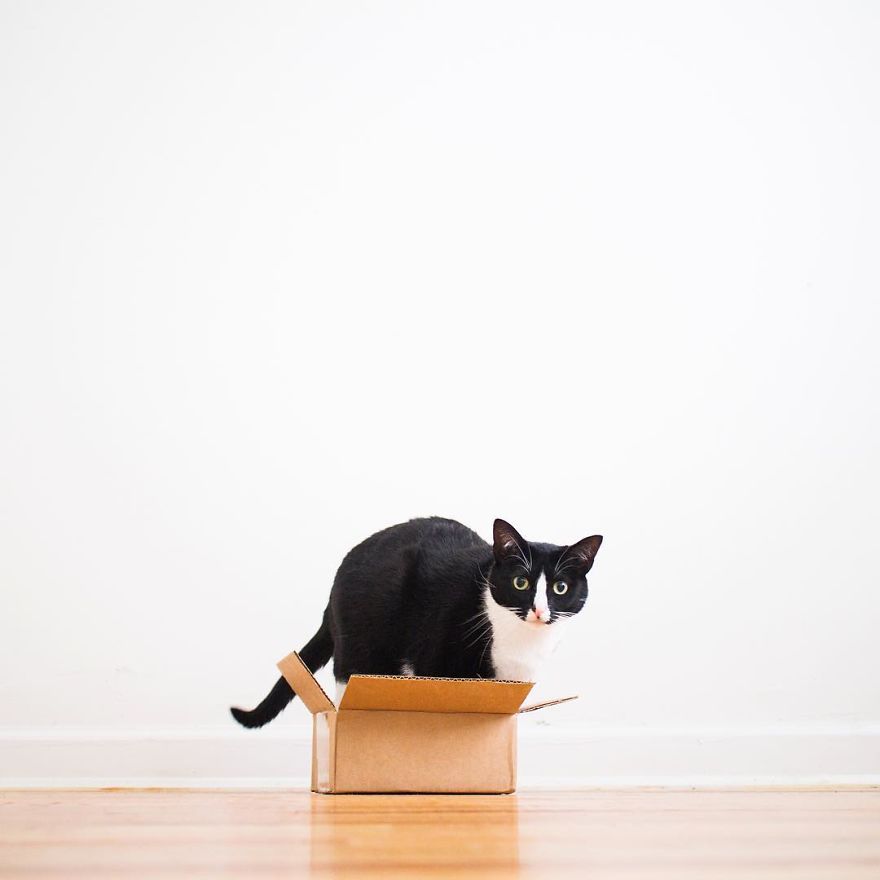 Escaping Reality With Princess Cheeto