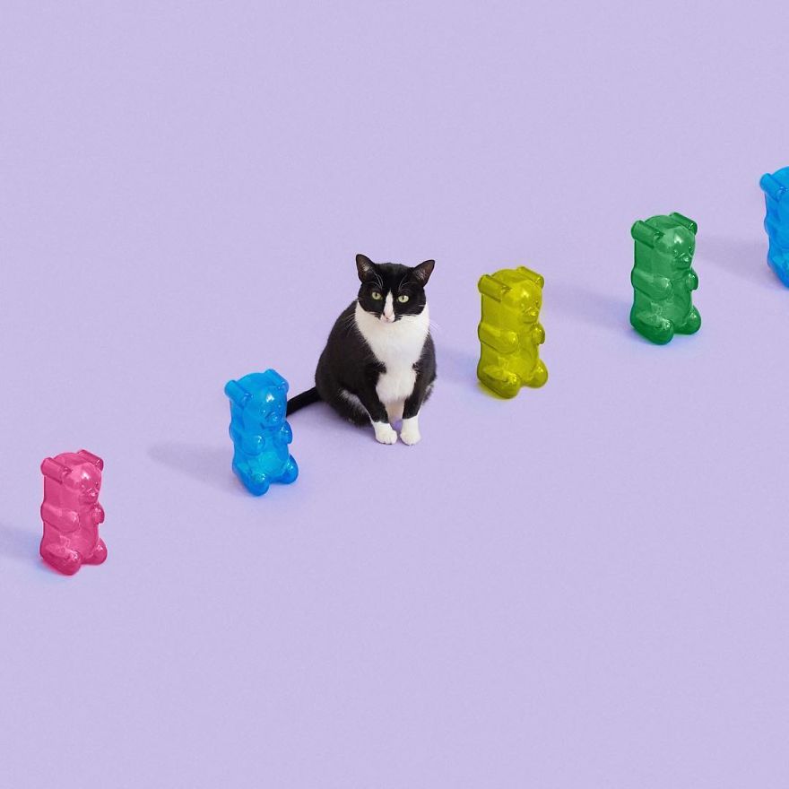 Escaping Reality With Princess Cheeto