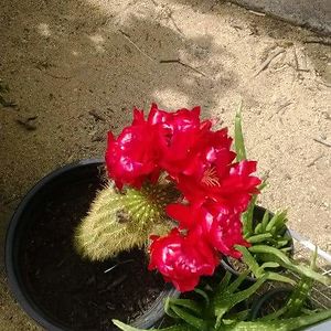 carosuccess2010 avatar