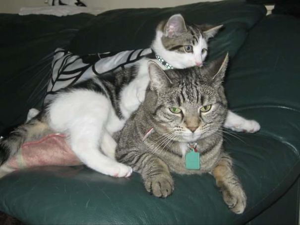 We're Getting A New Kitten They Said, It'll Be Fun They Said...