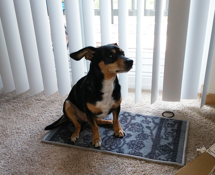 Dog sitting on a small carpet in front of blinds, illustrating regretful online purchases.