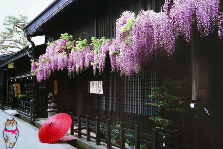 I Add Lazy Cats Stickers To Japanese Postcards