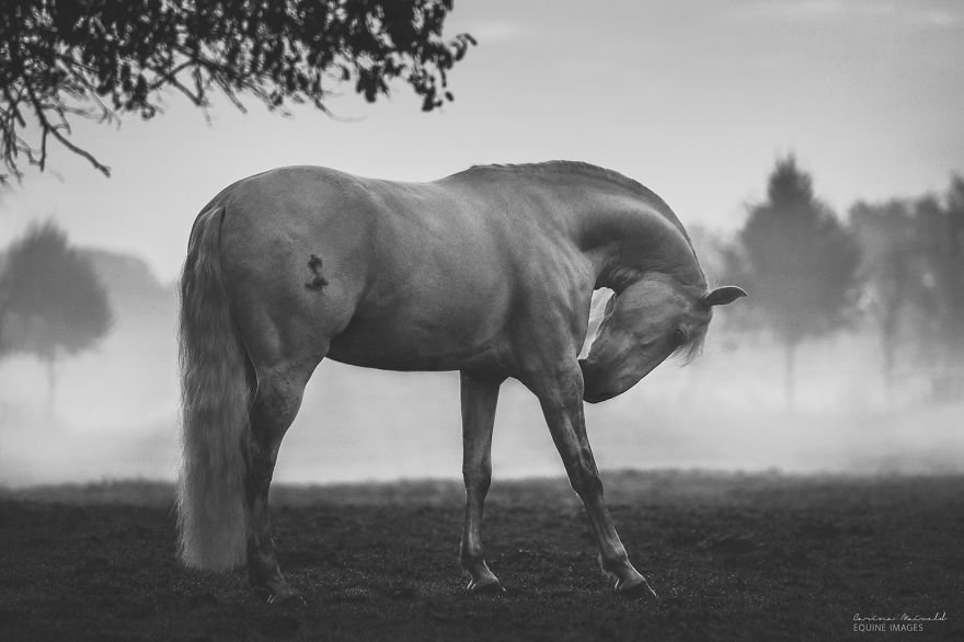 After Losing Myself, I Found Freedom In Horses After Losing Myself, I Found Freedom In Horses