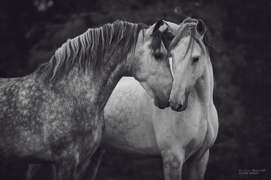 After Losing Myself, I Found Freedom In Horses After Losing Myself, I Found Freedom In Horses
