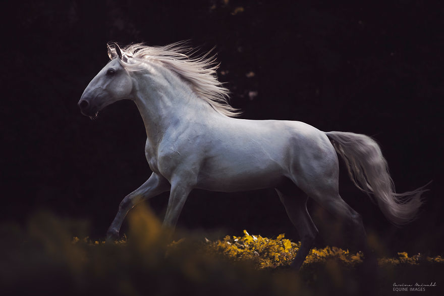 After Losing Myself, I Found Freedom In Horses After Losing Myself, I Found Freedom In Horses
