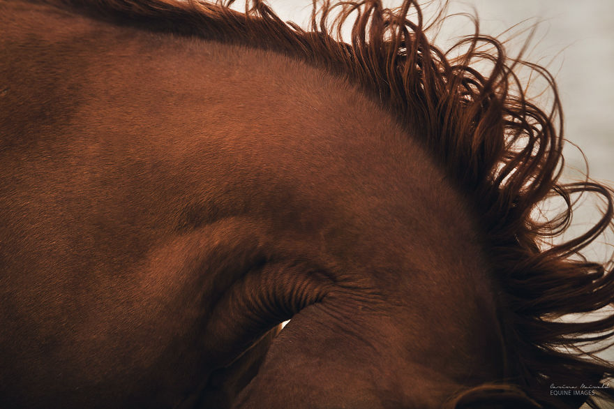 After Losing Myself, I Found Freedom In Horses After Losing Myself, I Found Freedom In Horses