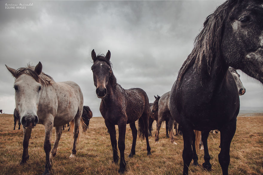 After Losing Myself, I Found Freedom In Horses After Losing Myself, I Found Freedom In Horses