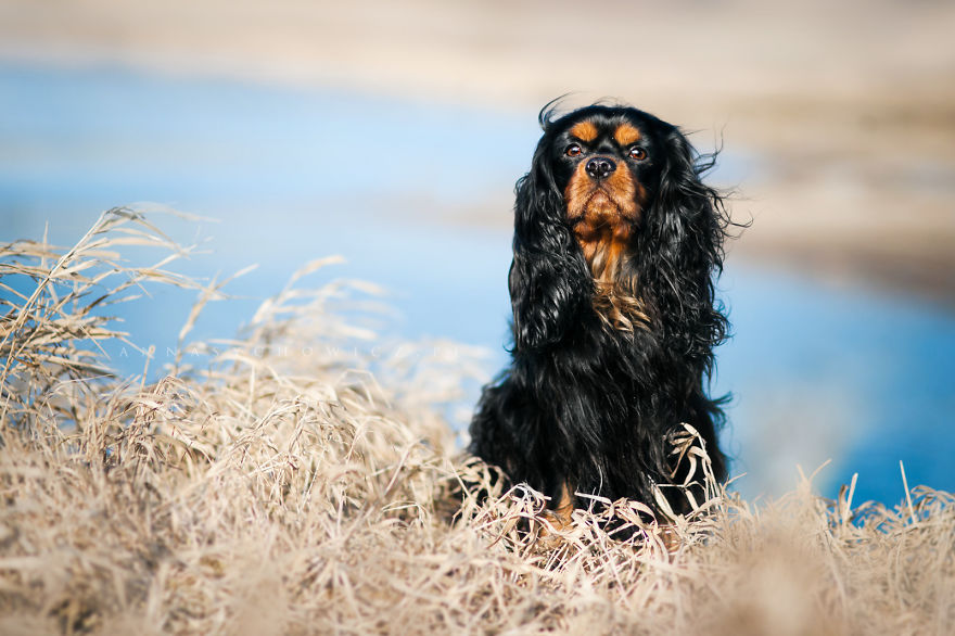 I Photograph The Emotions That You See In Dogs' Eyes
