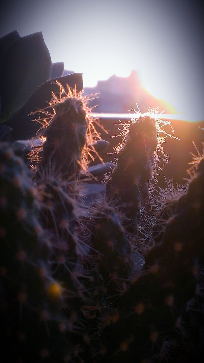 Summers Last Goodbye