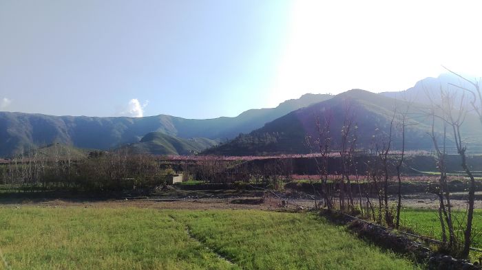 Blossoming Peach Tress Of Sawat Valley