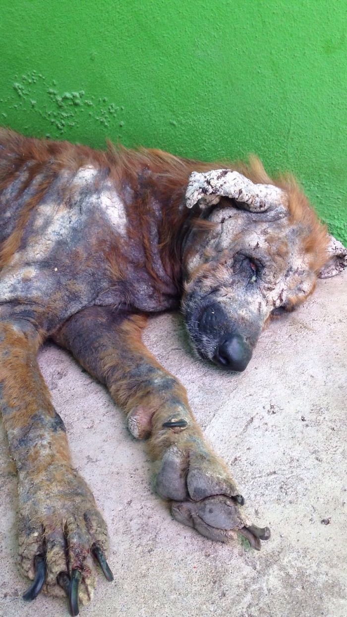 Sean. Rescued From The Streets Of Aruba 4 Months Ago. Look At Him Now. He Stole My Heart.