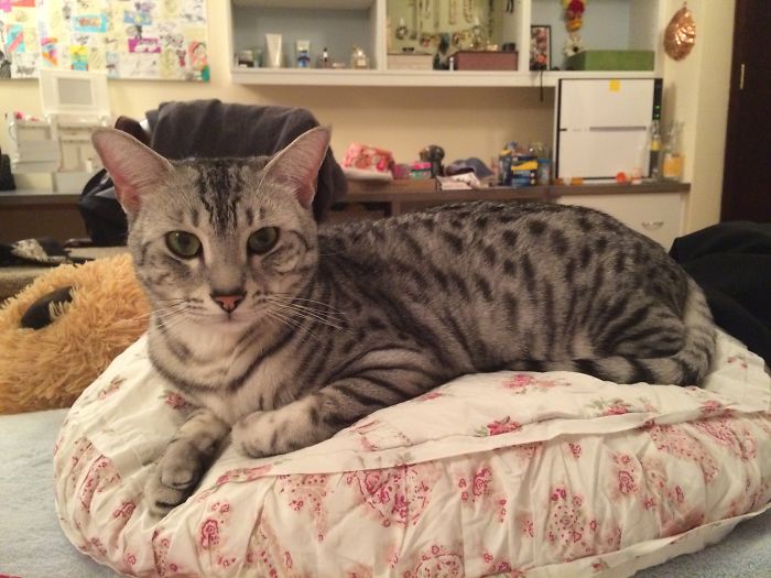 Sir Alfred Of Pickleshire On His Most Royal Of Pillows