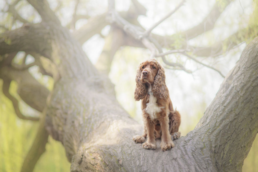 I Photograph The Emotions That You See In Dogs' Eyes