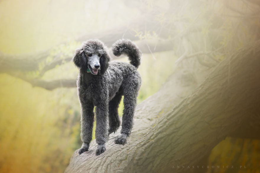 I Photograph The Emotions That You See In Dogs' Eyes