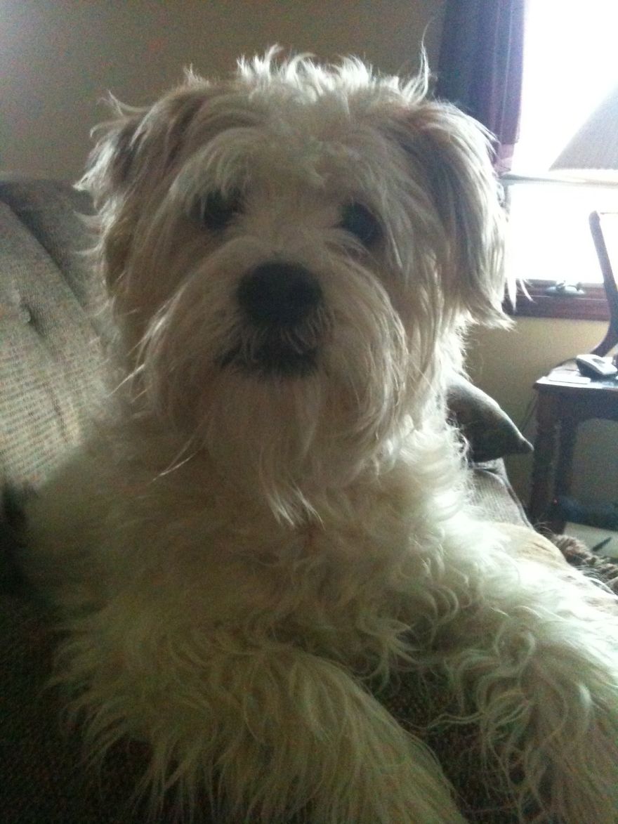 Fluffy white dog sitting on a couch, looking directly at the camera.